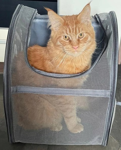 PLECAK TRANSPORTER TORBA DLA KOTA PSA Z SIATKI W PEŁNI WENTYLOWANY SKŁADANY