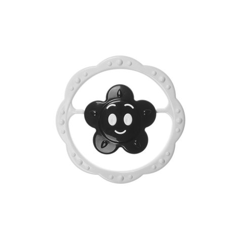 Grzechotka czarno-biała kwiat. AM TULLO