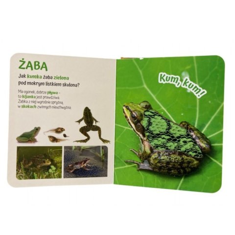 Pogłaszcz zwierzątko na łące AWM WYDAWNICTWO